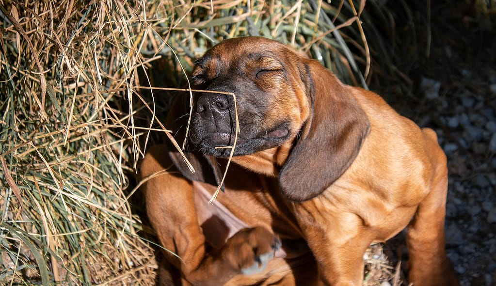 dog scratching his ear, natural flea and tick control