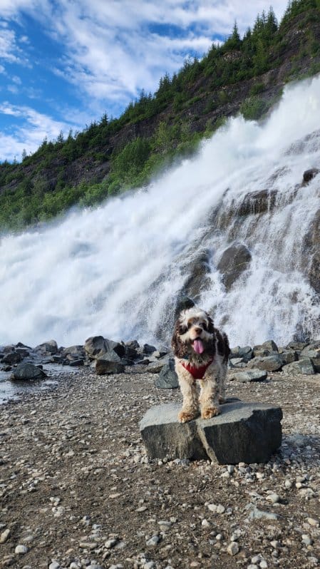dog at waterfall