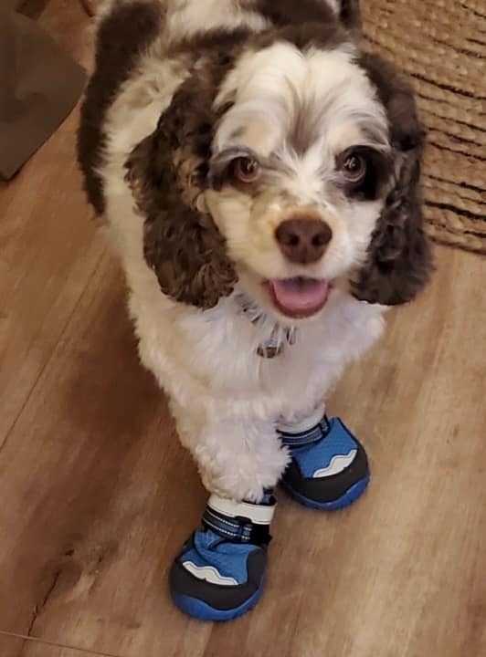 cute cocker spaniel wearing summer dog shoes