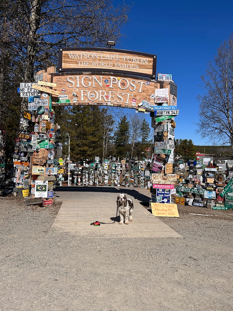 on the way to Alaska, dog in front of Watson Lake Signpost Forest
