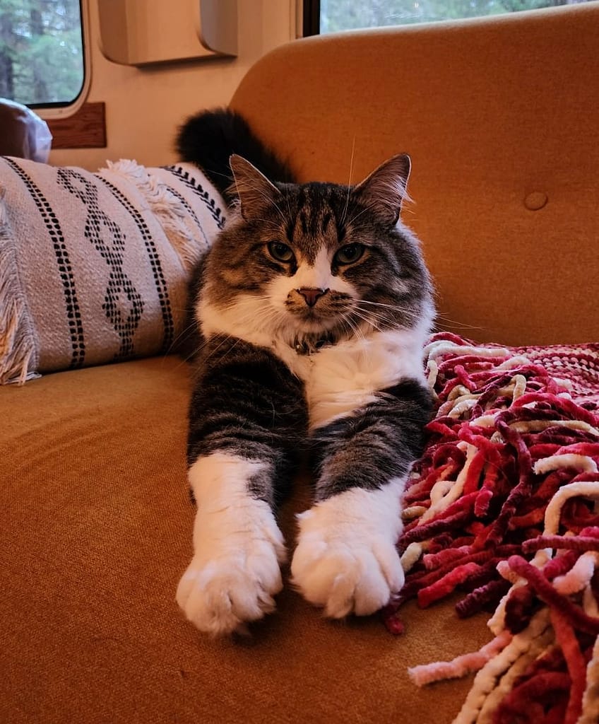 cat relaxing on couch