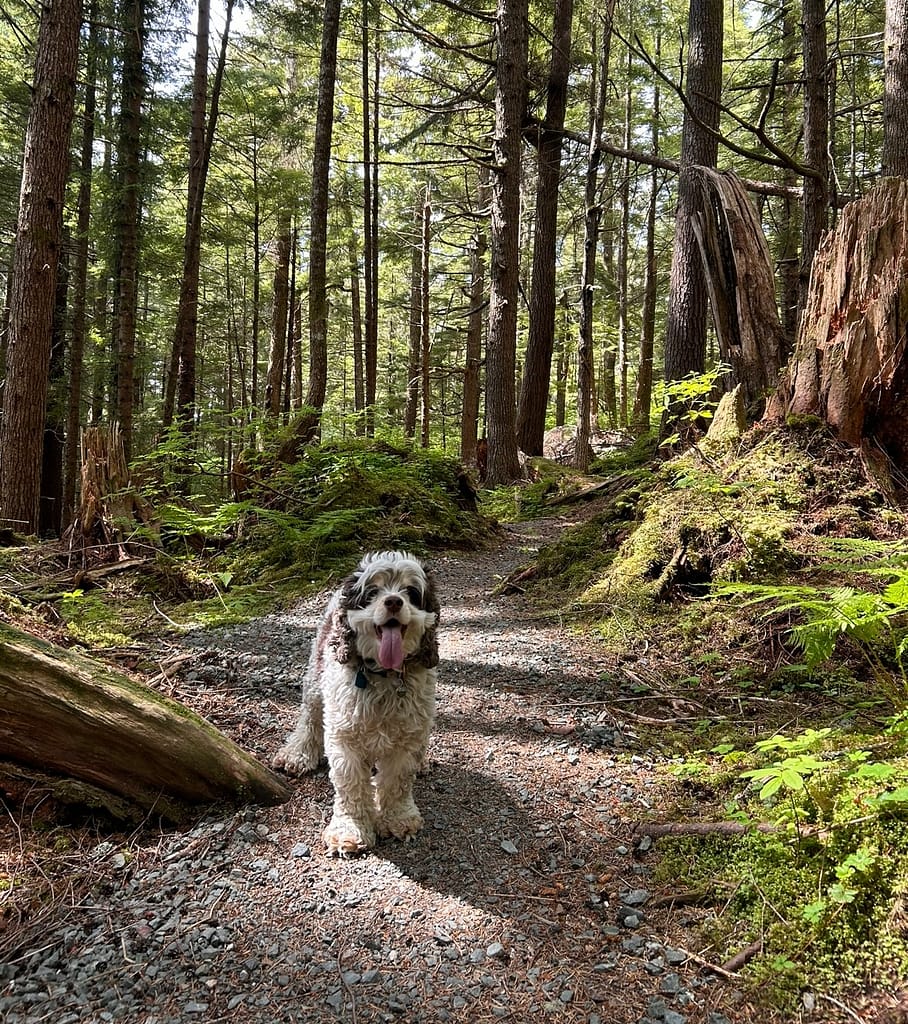cute cocker spaniel hiking in mossy forest