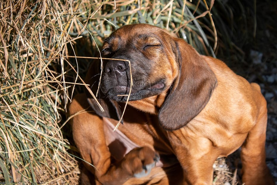 dog scratching his ear, natural flea and tick control